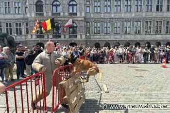 Antwerpse politie viert feest op Grote Markt: motards, fietsteam en honden geven demonstratie