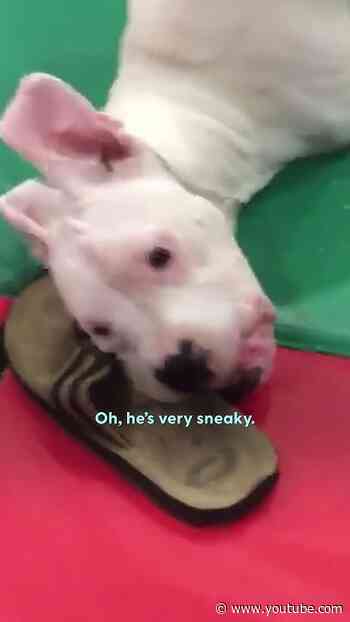 Two-Legged Dog Has Cutest Reaction To His Foster Puppies | The Dodo