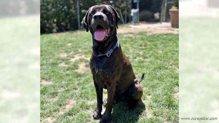 Friendly mastiff mix Buster is a bit of a goofball
