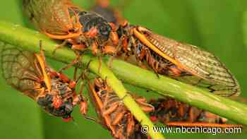 How will cicadas affect my garden? Here's what to know as the emergence begins