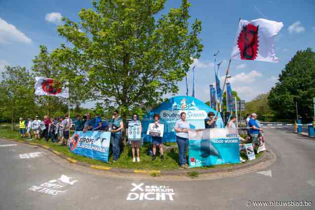 Eerst vernietigende recensies, nu protestactie van Bite Back: “Boudewijn Seapark moet dolfinarium sluiten”