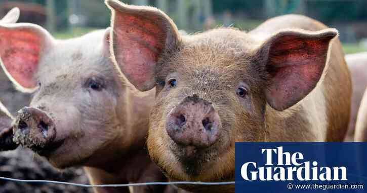 Mobile butchers mistakenly kill family’s pet pigs in Washington state