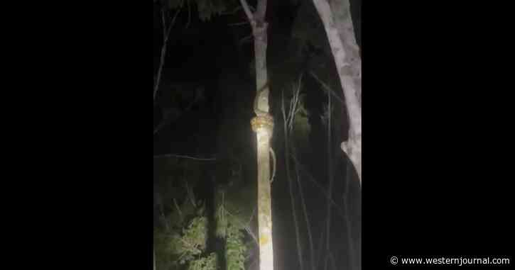 Video of How Snakes Climb Trees Goes Viral - This Will Make Any Fear of Serpents Much, Much Worse