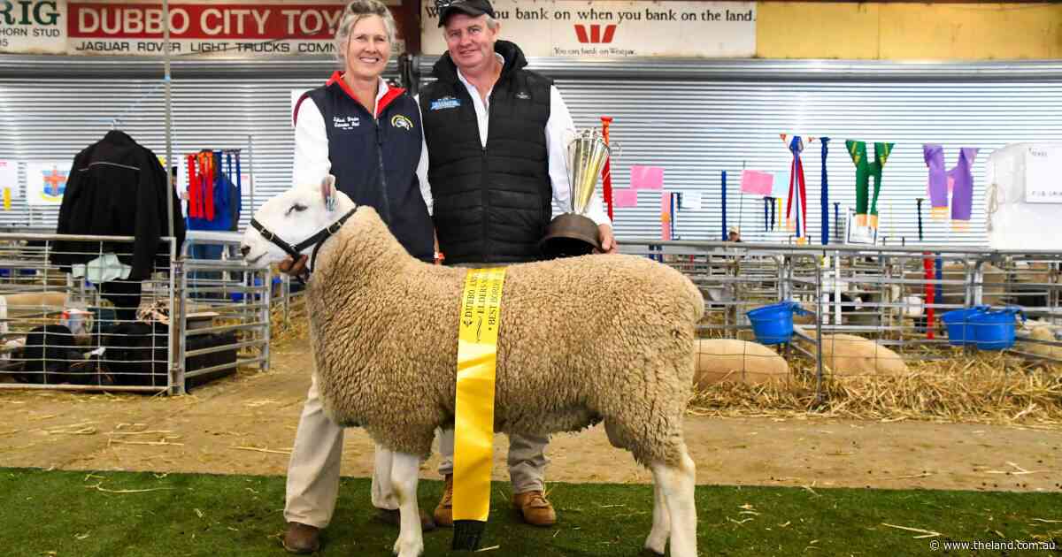 Talkook top Border Leicester ring at State Sheep Show