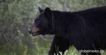 Black bear attacks, bites woman on Squamish trail