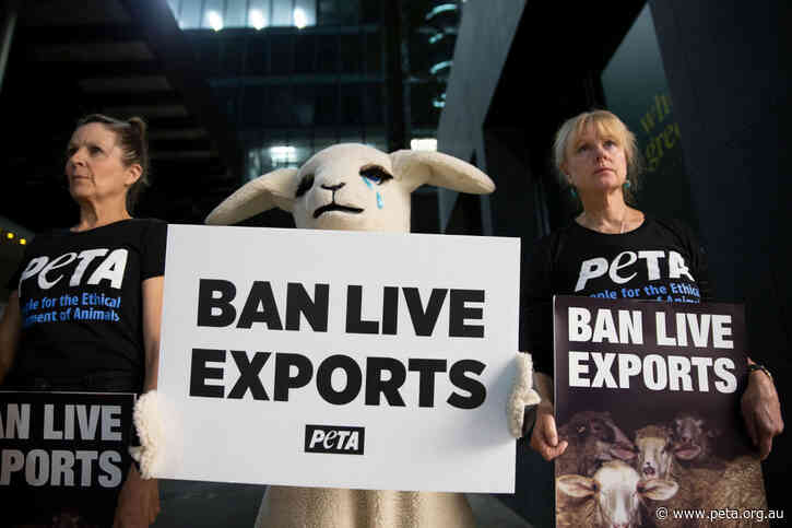 Live Export of Sheep by Sea Will End in 2028