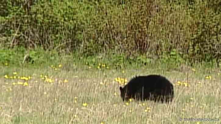 Bear attack near Squamish sends woman to hospital