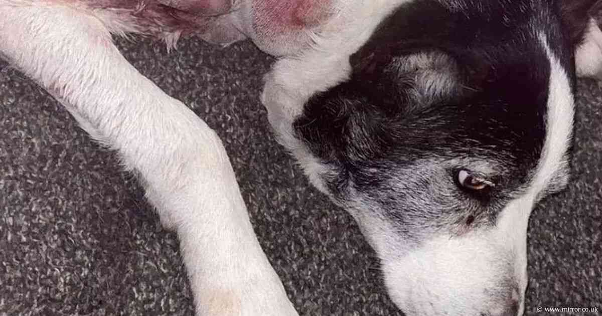 Dog mauled by 'XL bully' in horror attack as locals left 'terrified' to leave their home