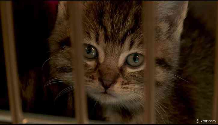 Kitten season in full swing, animal welfare needs fosters