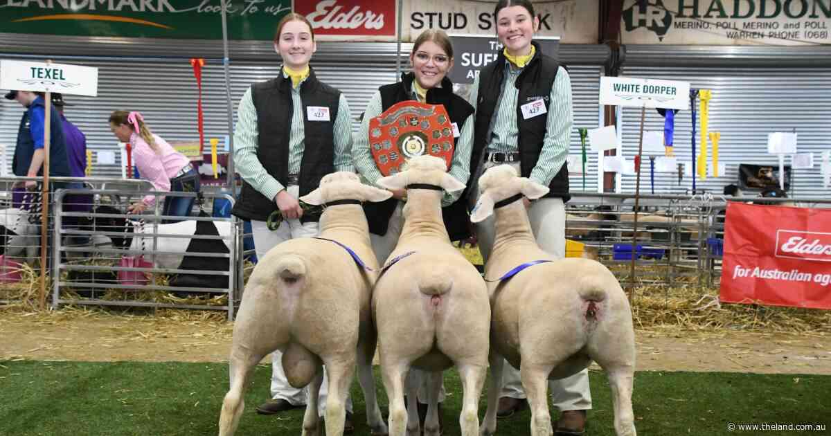 Macarthur Anglican School shine in State Sheep Show interschool competition