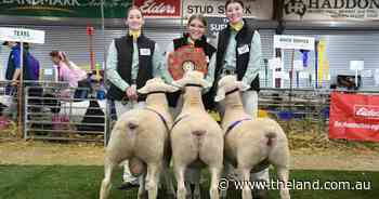 Macarthur Anglican School shine in State Sheep Show interschool competition