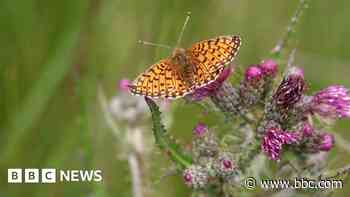 Bid to revive fortunes of rare butterfly
