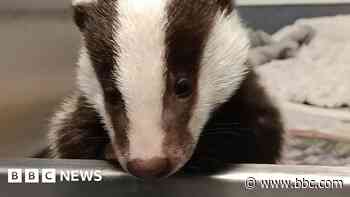 Rescued badger found trying to follow people home