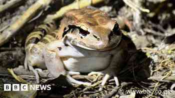 Hope for rare mountain chicken frog thanks to London-born froglets
