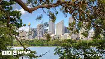Chainsaw vandals hack at trees to get better Sydney harbour view