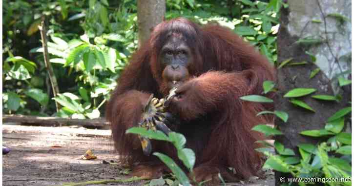 Orangutan Jungle School Season 2 Streaming: Watch & Stream Online via Paramount Plus
