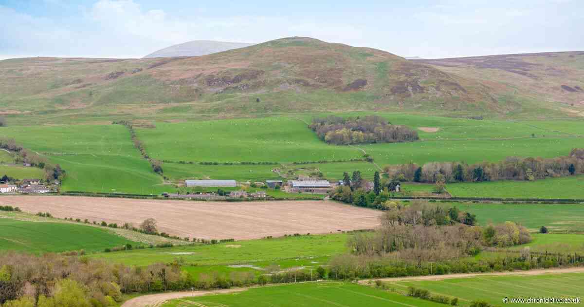 Northumberland farm in the shadow of the Cheviots up for 10-year let