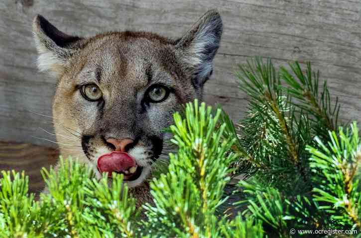 Animal Services officers tracking a mountain lion after sighting in Mission Viejo