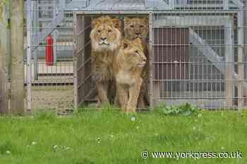 Ukranian lions explore new home in Yorkshire Wildlife Park