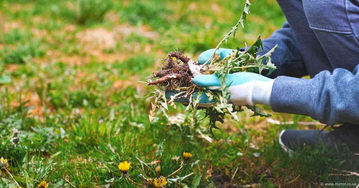 Removing one common weed can damage lawn and deprive soil of 'essential' nutrients