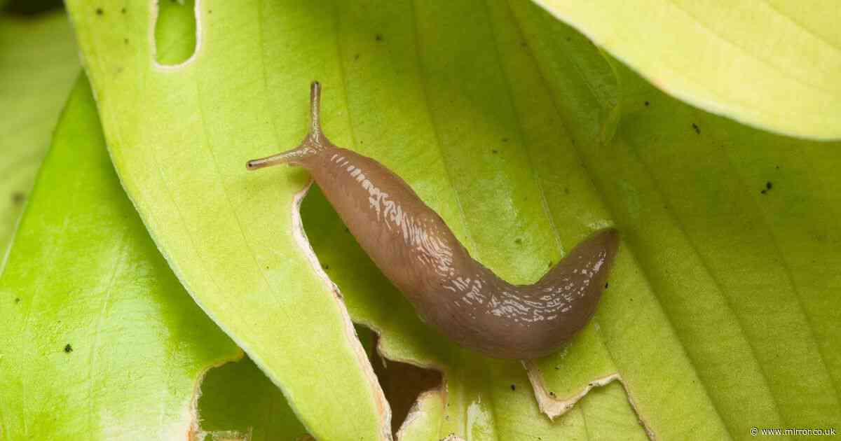 King Charles' senior gardener's four-step method helps banish slugs and snails from your garden