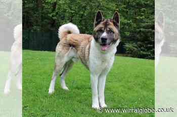 Wirral Globe dog of the week: 'Adorable' Neeko needs you