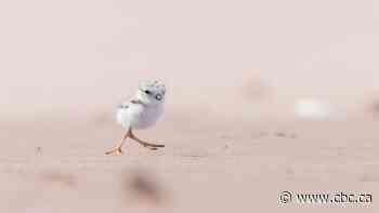To protect piping plovers, Kouchibouguac National Park closes some areas to visitors