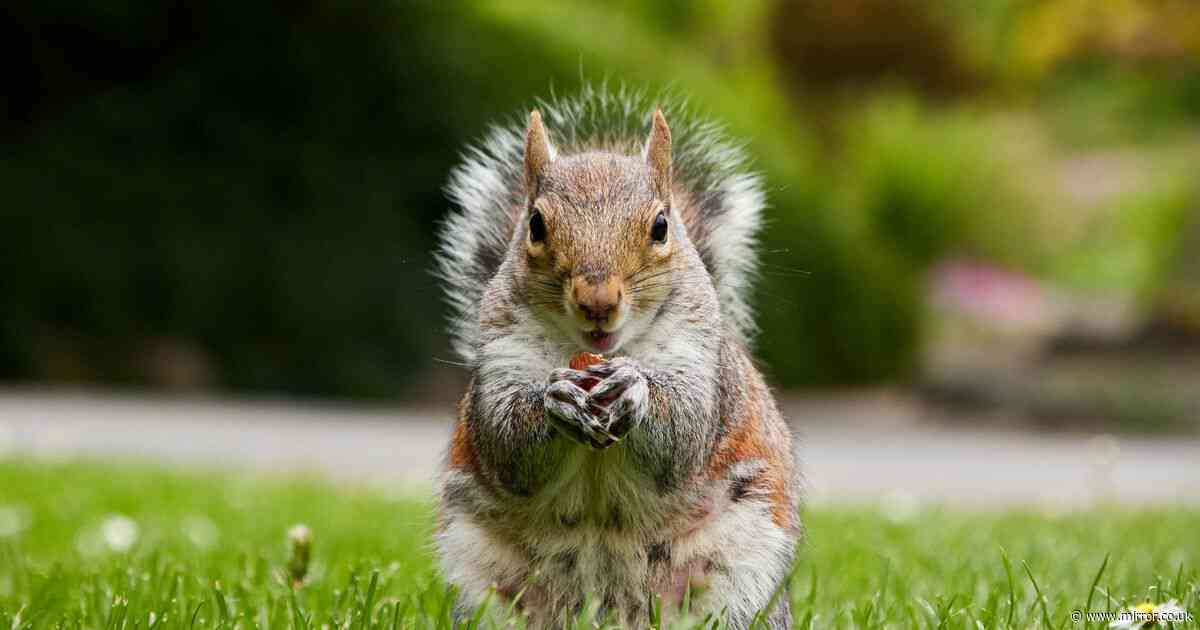 Prevent brazen squirrels from digging up garden plants with clever 2p trick
