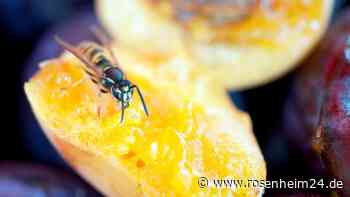 Bienen- und Wespenstiche: Was sofort hilft und wann man den Notarzt rufen soll