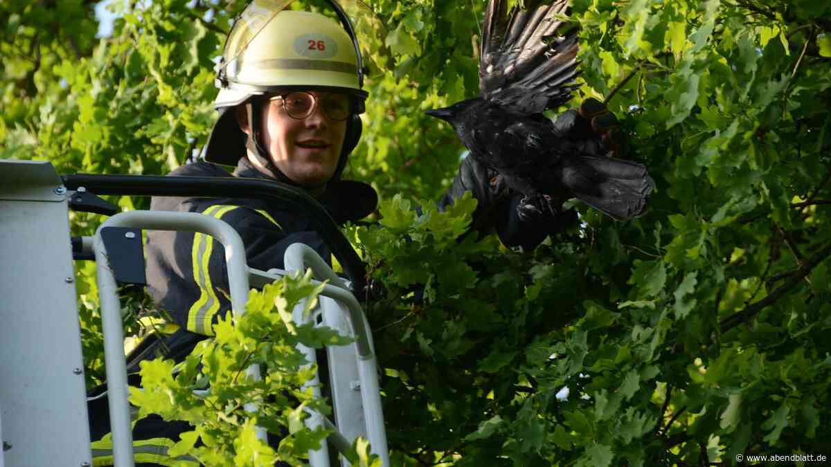 Vogelrettung in luftiger Höhe: Feuerwehr befreit Krähe