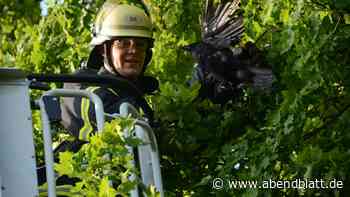 Vogelrettung in luftiger Höhe: Feuerwehr befreit Krähe