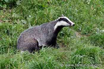 One day left to respond to consultation on targeted badger culling