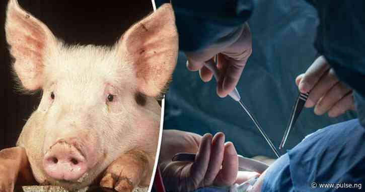 62-yr-old American who received new kidney from a pig is dead
