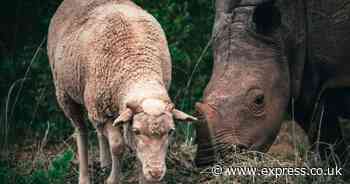 Meet the sheep dubbed a 'professional babysitter' helping to save orphaned rhinos