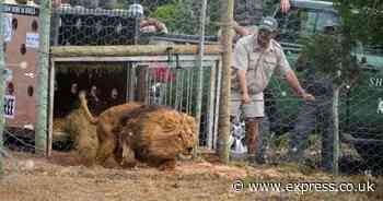 Brave lion brothers rescued from Ukraine settle into new home under African skies