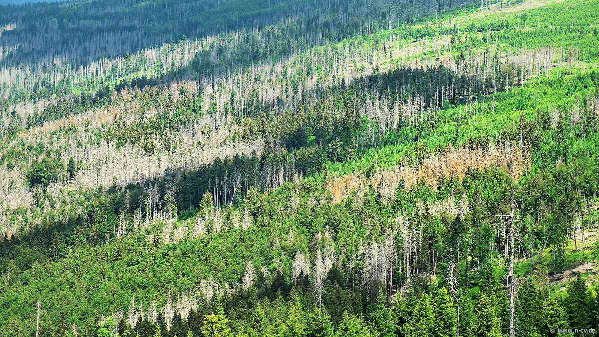 "Ein enormer Rückgang": Nur noch wenige Baumarten geeignet für den Waldumbau