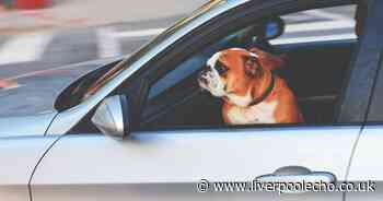 Every person who drives with pets in the car could risk major fines