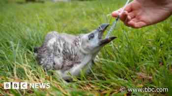 Endangered vulture chick at Longleat 'thriving'
