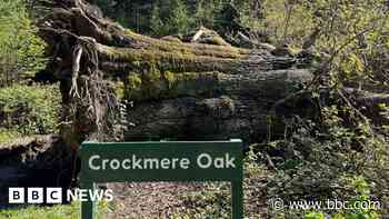 Veteran '500-year-old' tree falls in  Wiltshire wood
