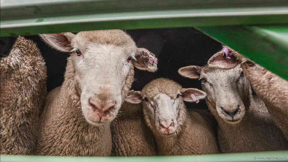 Live sheep export ban: Aussie farmers fear the industry could be wiped out by the stroke of a pen from the Anthony Albanese government