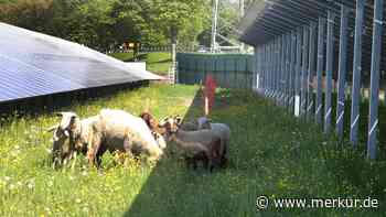 Schafe unter Solarpaneelen: Bei Riesen-Anlage an der Staatsstraße wird nun tierisch gemäht