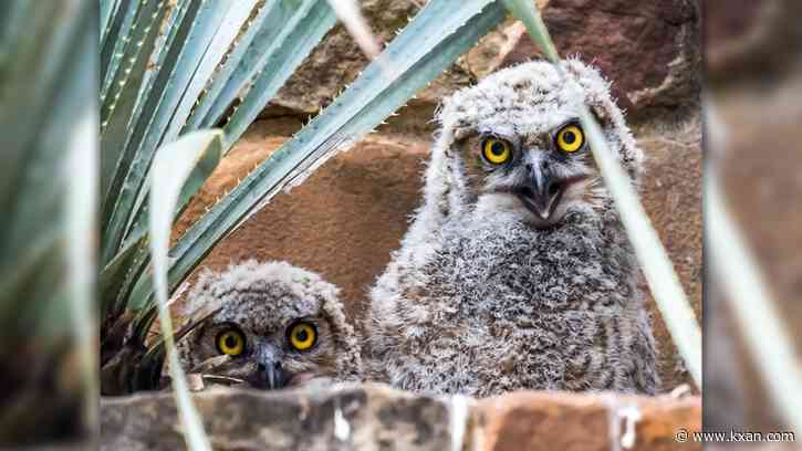 Wildflower Center says great horned owlets now 'spreading their wings'