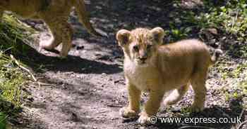 London Zoo's adorable lion cubs take first steps outside with mum