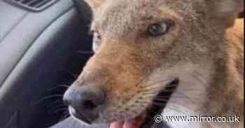 Woman who saved 'angry dog' from road warned it's a fox - but it's actually neither