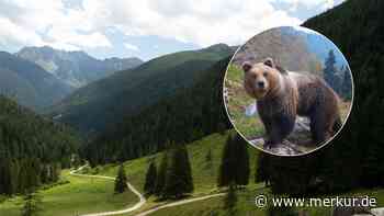 Wieder Bären-Schreck in Norditalien: Tier springt vor Auto – Behörden mit eindringlichem Rat