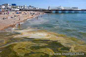 What is the brown sludge washing up on Brighton and Sussex beaches?