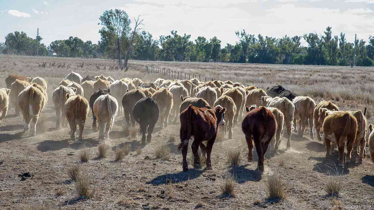Louisa Downs cattle theft: Hundreds of cows allegedly stolen in $250,000 heist