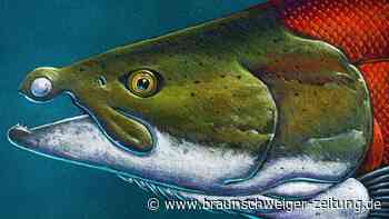 Forscher machen kuriosen Fisch-Fund: Das ist der Ur-Lachs