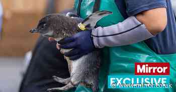 Inside seabird hospital on urgent mission to save African penguins from extinction