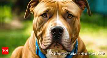 PRD jawan grievously injured by pit bull, owner booked